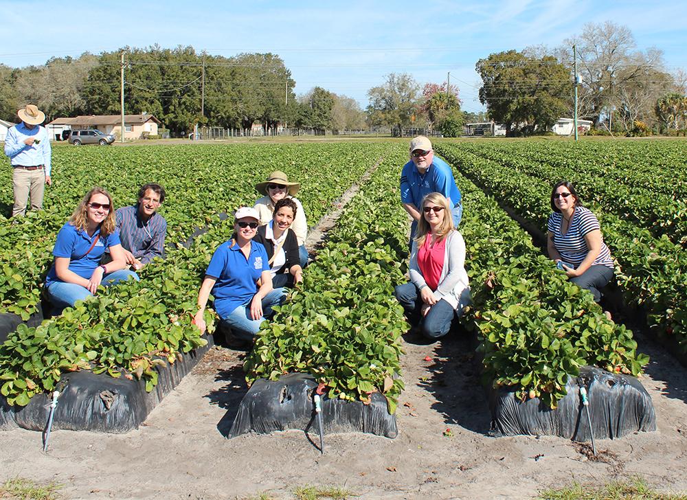 Extension group in strawberry field