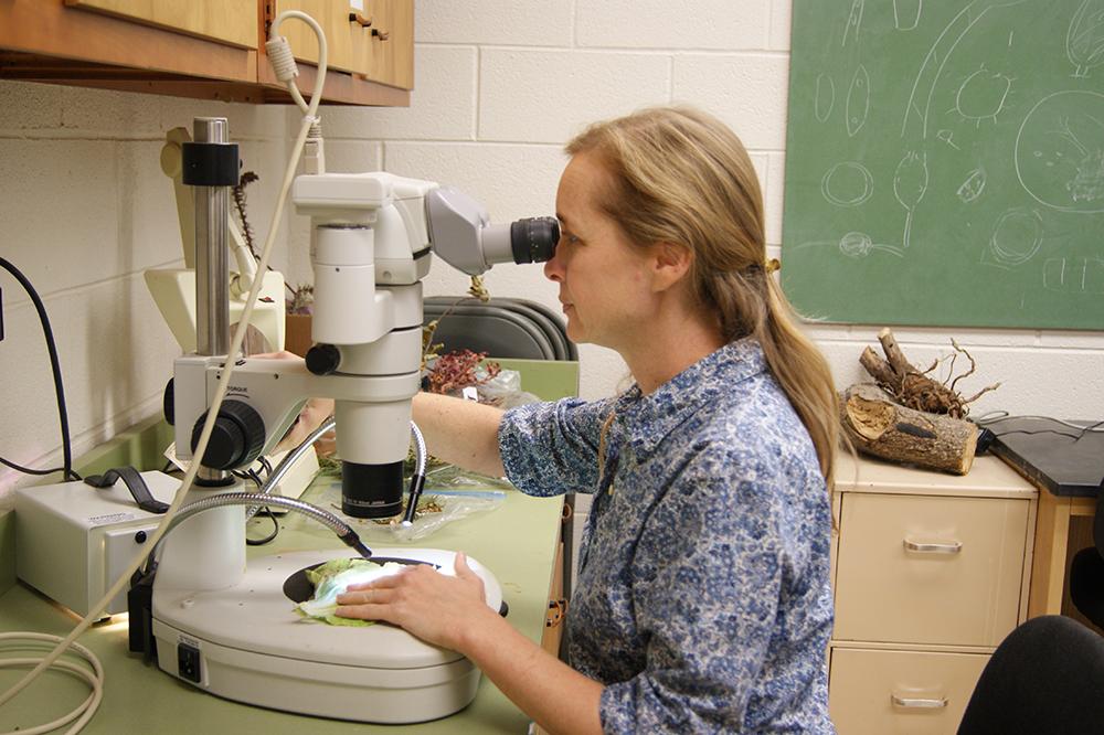 Plant disease diagnostics Plant disease diagnostics