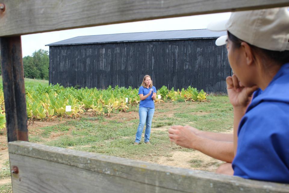 Tobacco field day Tobacco field day
