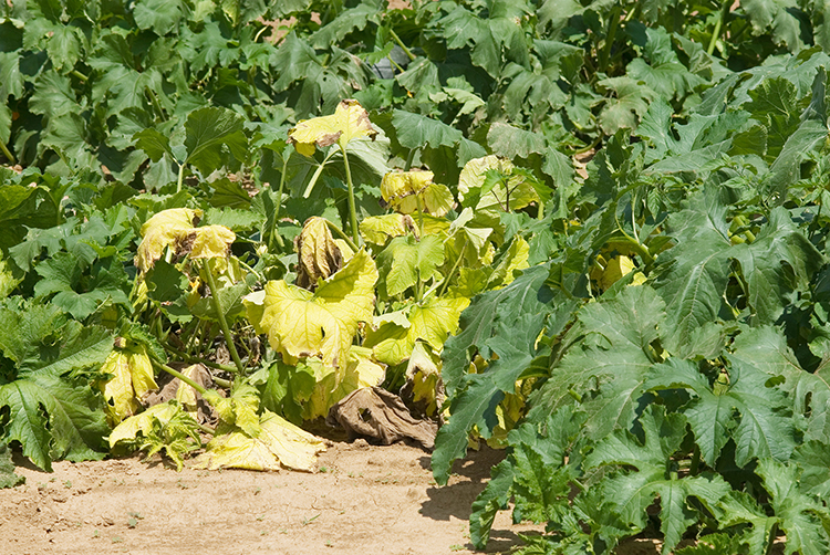 Figure 2.  Squash foliage turns bright yellow and plants collapse when affected by yellow vine decline.