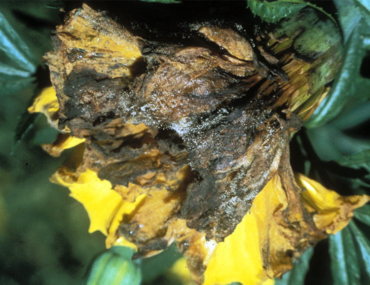 Figura 3. Tizón de flores por Botrytis causando la muerte rápida de flores de caléndula; nótese la esporulación fúngica en los pétalos enfermos.
