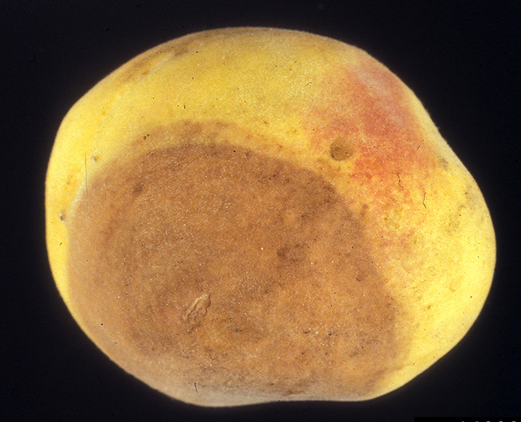 Figura 4. Fruto de molocotón con una suave pudrición de color marrón claro causada por Botrytis; todo el fruto acabará destruyéndose.
