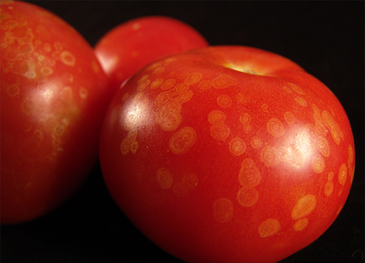 Figura 5. Manchas fantasma presentes en frutos de tomate resultantes de infecciones de Botrytis que no progresaron debido a condiciones desfavorables para el hongo.