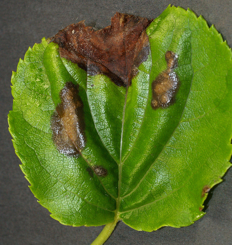 Figura 6. Hoja de hortensia con manchas foliares y necrosis comunes en las infecciones foliares por Botrytis.