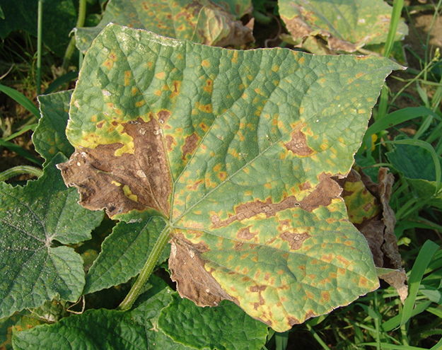Downy mildew may occur in cucumber field production. 