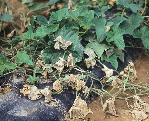 Bacterial wilt may occur in cucumber field production.
