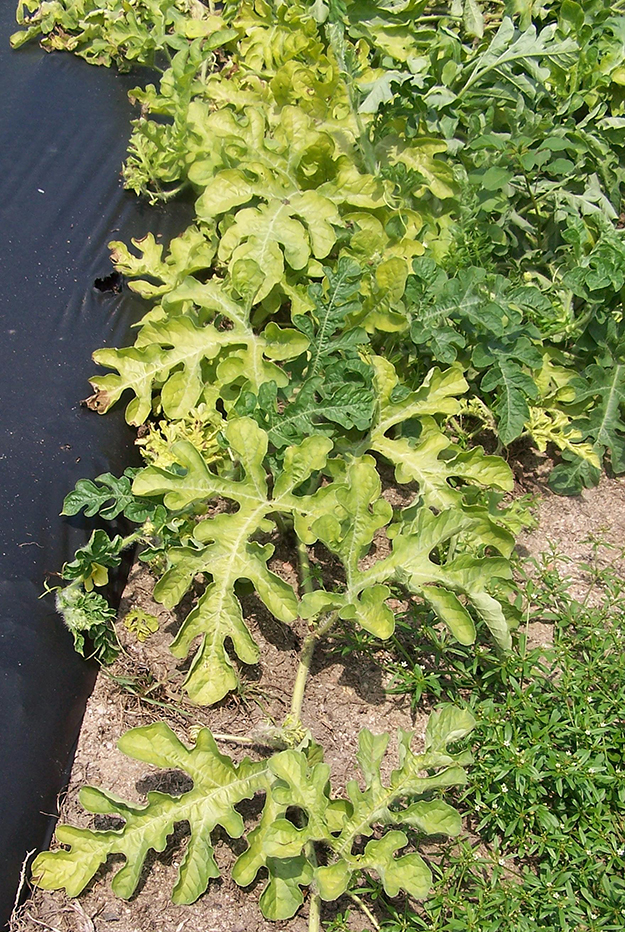 Figure 1.  Yellow vine decline symptoms on watermelon include sudden development of bright yellow coloration.