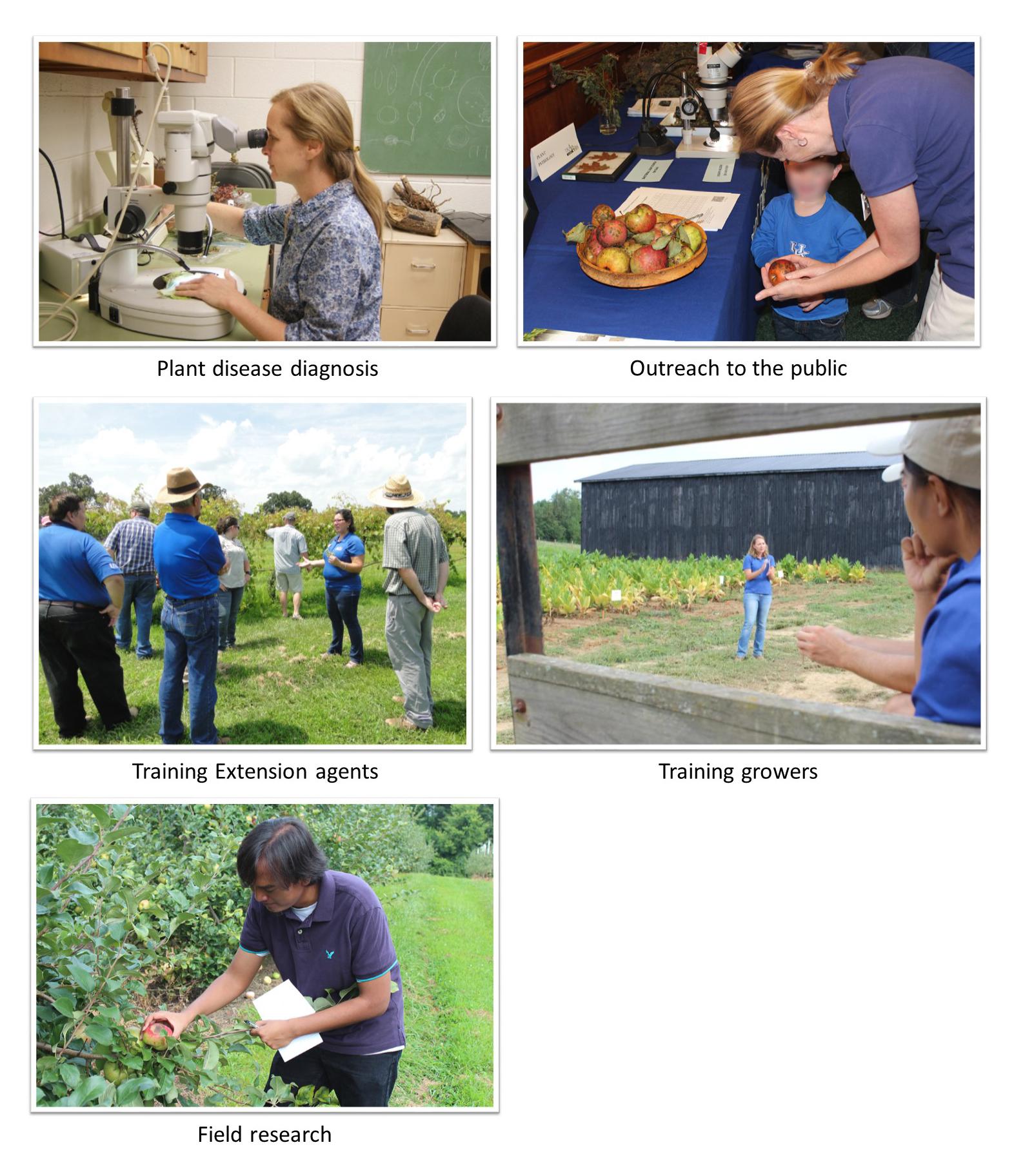 Extension: Plant disease diagnosis, outreach to the public, training extension agents, training growers, field research